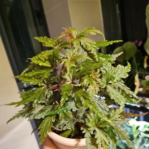 银斑蕨叶秋海棠蟆叶室内网红盆栽丝型福寿植物鸟观叶赏花盆栽花卉