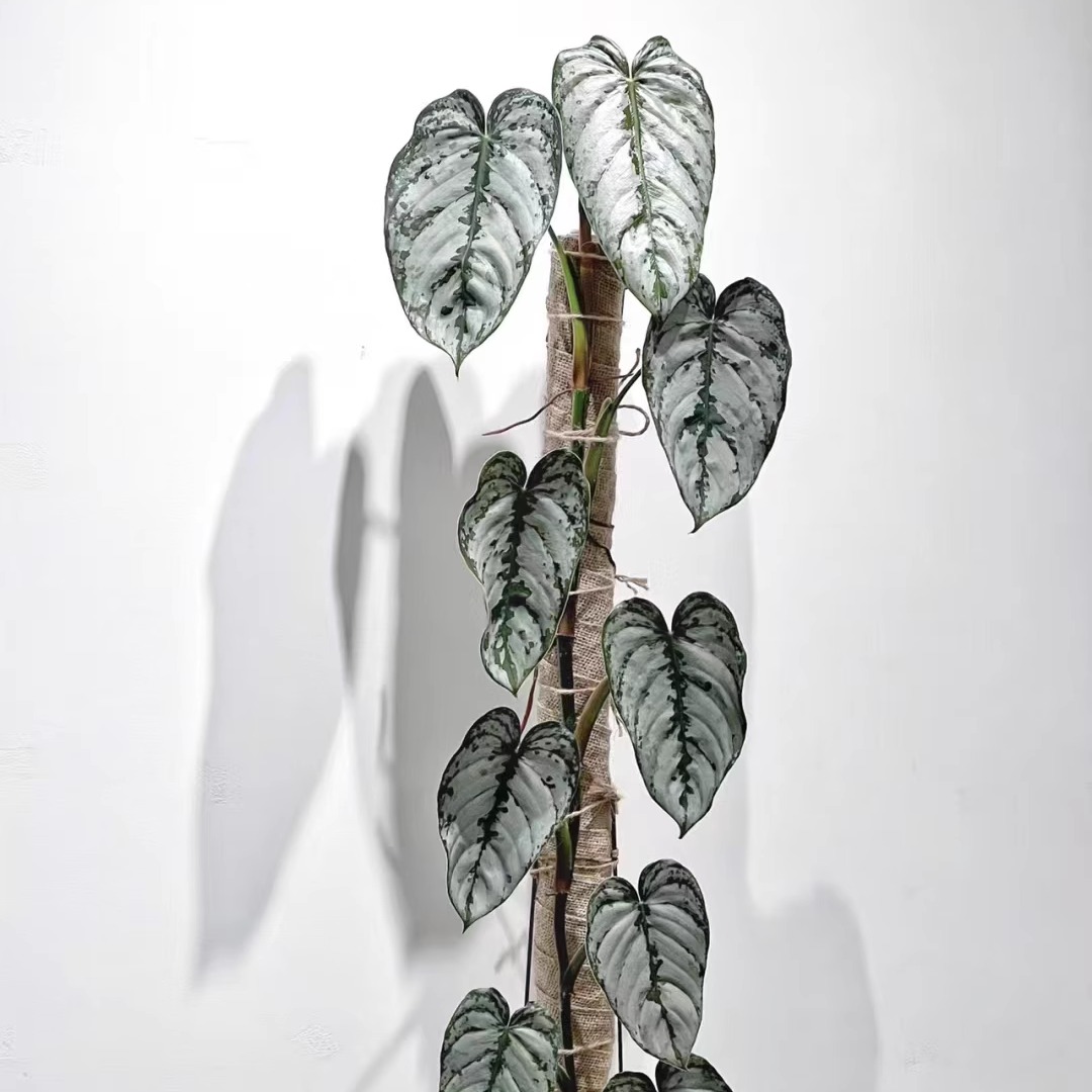 白兰地蔓绿绒植物集水培观叶南美雨林 ins风热植室内阳台桌面花