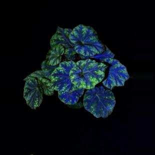 十万山秋海棠蟆叶室内网红盆栽丝型福寿植物鸟观叶赏花盆栽花卉