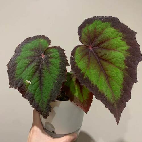 荧光秋海棠蟆叶类  室内网红盆栽龙川萤火银伊度观叶赏花盆栽花卉