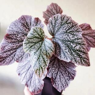 安娜公主秋海棠竹节类阳台室外室内客厅桌面绿植盆栽观叶赏花植物