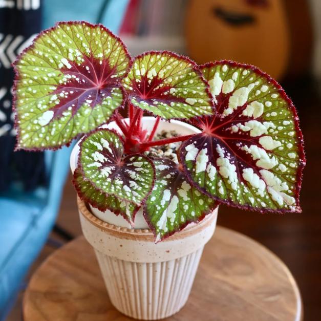 调色板秋海棠蟆叶类  室内网红盆栽丝型福寿植物鸟观叶赏花盆栽花