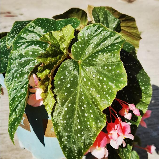 怦然秋海棠竹节类阳台室外室内客厅桌面绿植盆栽观叶赏花植物多彩