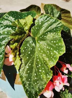 怦然秋海棠竹节类阳台室外室内客厅桌面绿植盆栽观叶赏花植物多彩
