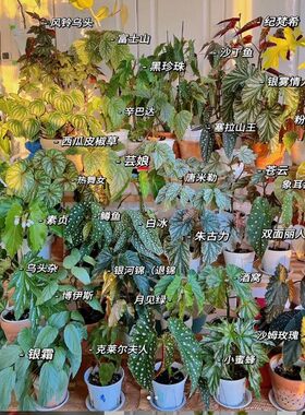 【秋海棠盆栽竹节类合集三】棱镜室内梨花  乌头杂  观叶水培植物