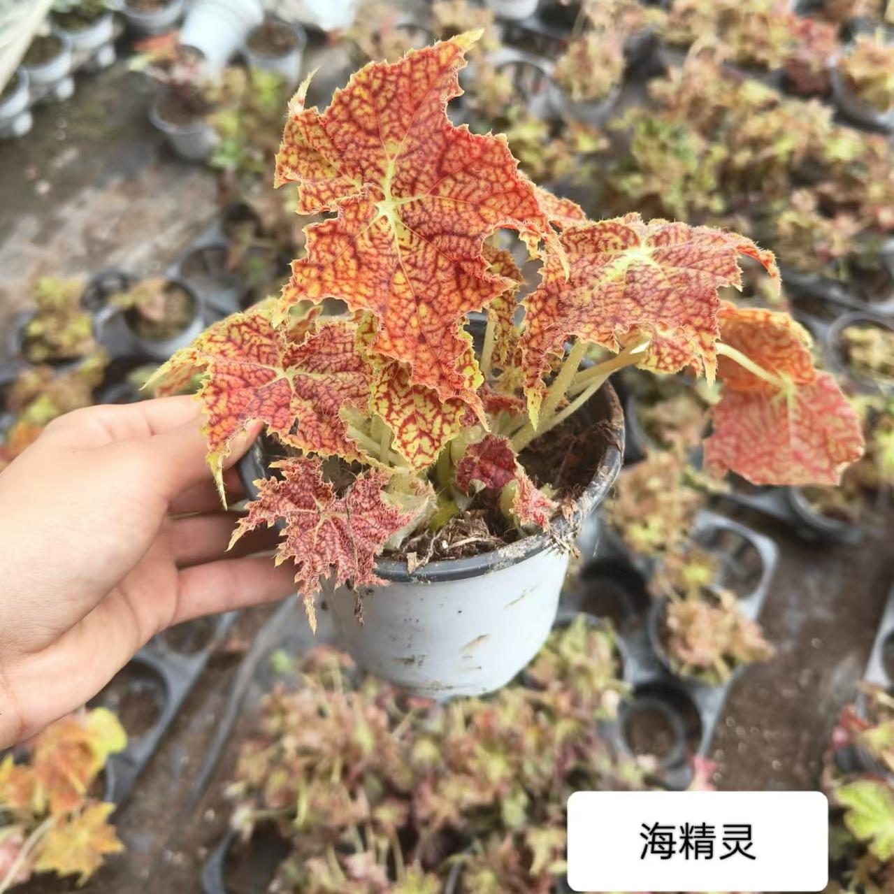 新品海精灵蟆叶秋海棠    网红盆栽火烈鸟高端观叶植物蓝孔雀系列