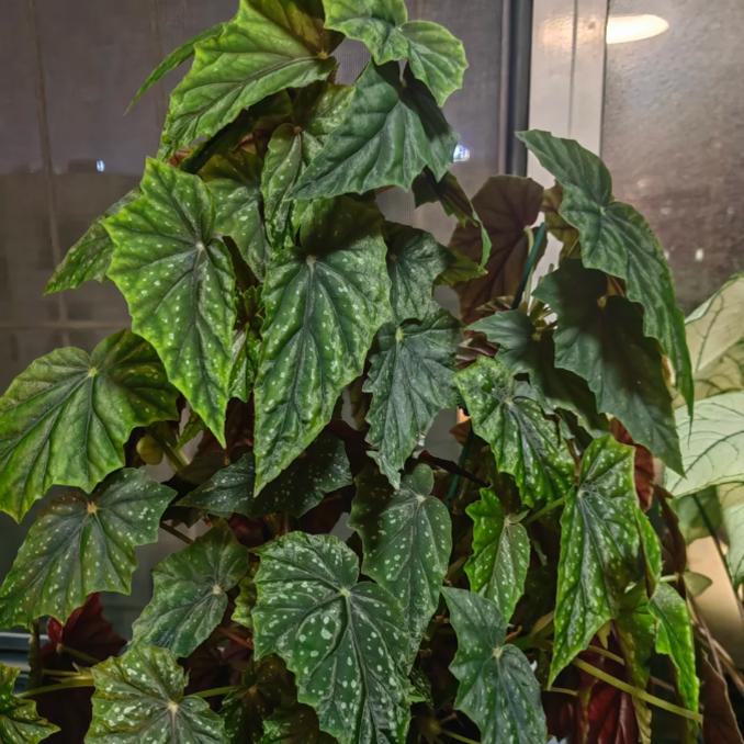 卢贝尔盖秋海棠盆栽 竹节类 鳟鱼室内彩叶海芋海棠花观叶水培植物