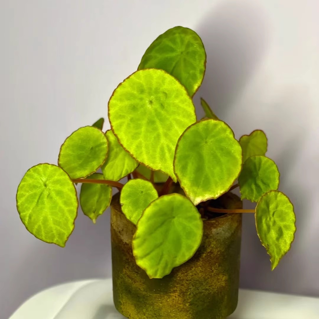 褐边盾叶秋海棠蟆叶类竹节类室内网红盆栽闷养品种观叶赏花盆栽