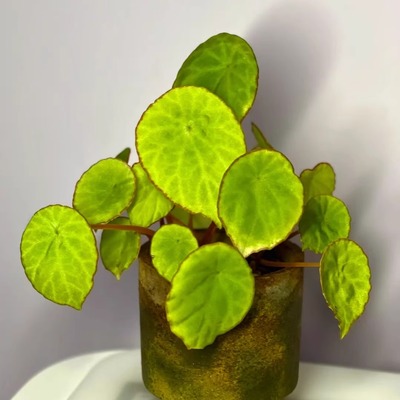 褐边盾叶秋海棠蟆叶类竹节类室内网红盆栽闷养品种观叶赏花盆栽