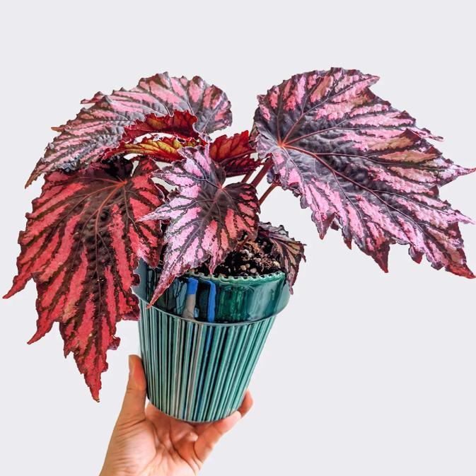 大魔神蟆叶秋海棠  网红盆栽火烈鸟高端观叶植物蓝孔雀DS系列孔雀