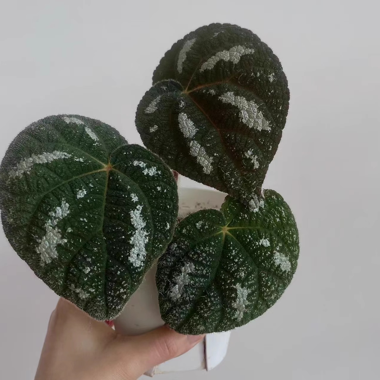 荧光丝型秋海棠蟆叶类阳台室外室内客厅桌面绿植盆栽观叶赏花植物