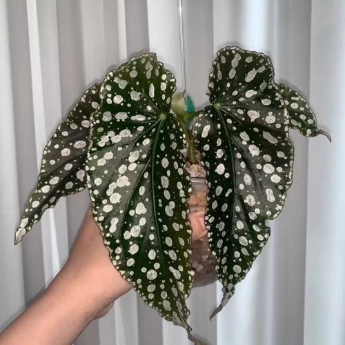 泪珍珠秋海棠竹节类阳台室外客厅桌面网红绿植盆栽观叶赏花植物