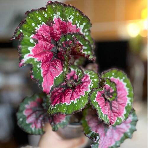 五彩蜗牛秋海棠蟆叶类  室内网红盆栽丝型福寿植物鸟观叶赏花盆栽