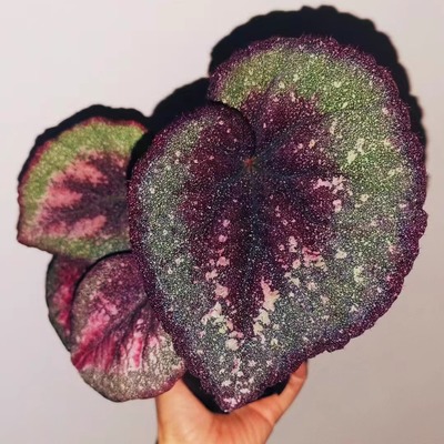 天蝎座秋海棠蟆叶类阳台室外室内客厅桌面绿植盆栽观叶赏花植物