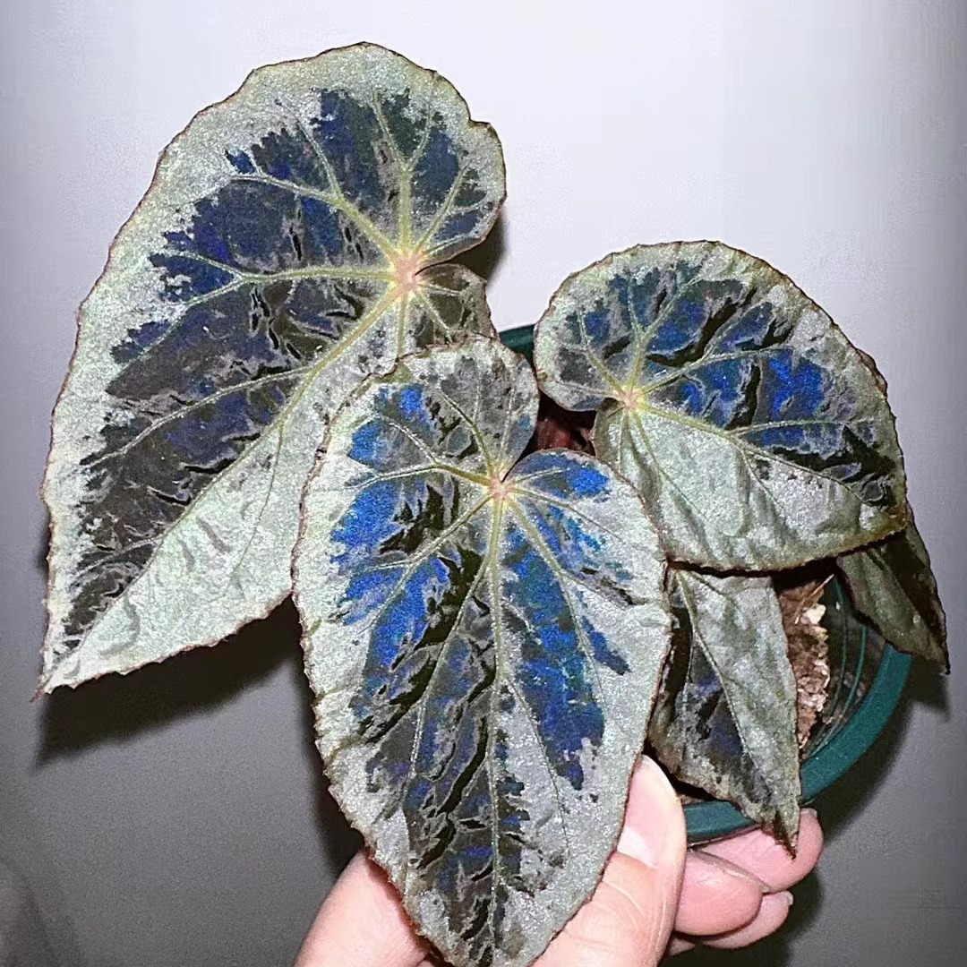 阴阳博吉尔秋海棠蟆叶类室外室内客厅桌面绿植盆栽观叶赏花植物