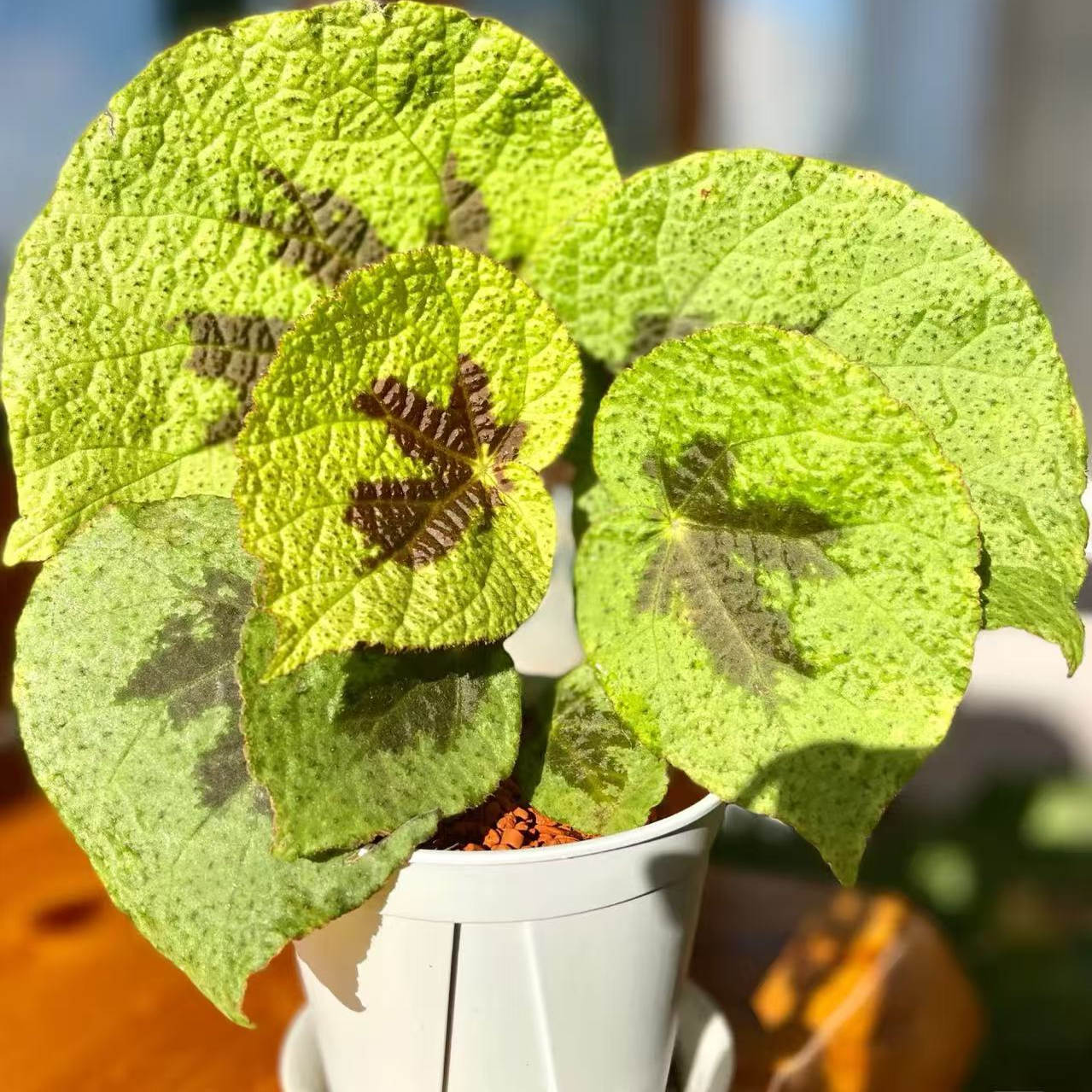 葱油饼秋海棠蟆叶室内网红盆栽丝型福寿植物鸟观叶赏花盆栽花卉
