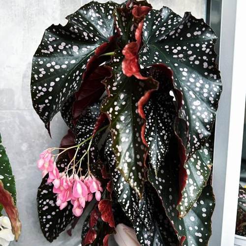 裂叶玫瑰秋海棠盆栽竹节类室内彩叶芋海芋海棠花观叶水培植物热植