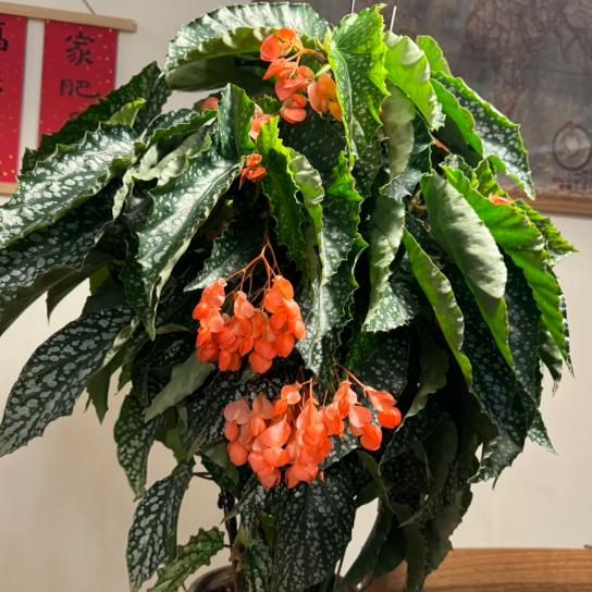 阿拉莫奥莱秋海棠盆栽竹节类  室内彩叶芋海芋海棠花观叶水培植物