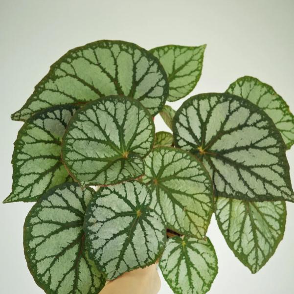 月光女神秋海棠蟆叶类  室内网红盆栽龙川萤火银伊度观叶赏花盆栽