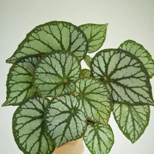 月光女神秋海棠蟆叶类 室内网红盆栽龙川萤火银伊度观叶赏花盆栽