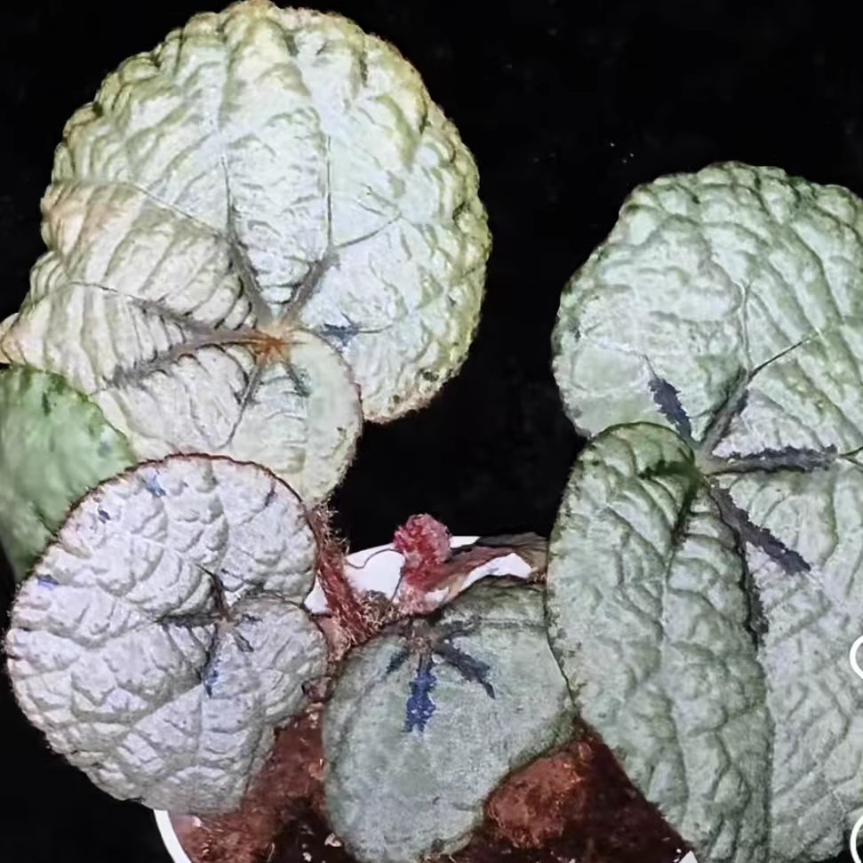 越南超级灯果秋海棠蟆叶类阳台室外室内客厅绿植盆栽观叶赏花植物