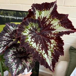 耶诞嘉年华秋海棠蟆叶类室内网红盆栽龙川萤火银伊度观叶赏花盆栽