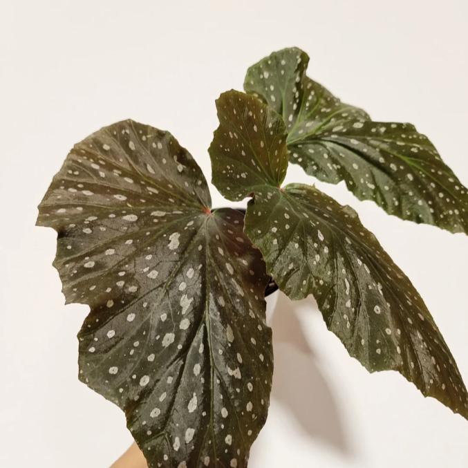 红眼玛格丽特秋海棠竹节类阳台室外室内客厅桌面绿植盆栽观叶赏花
