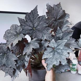 塞山银雾蟆叶秋海棠室内网红盆栽龙川萤火银伊度观叶赏花盆栽花卉