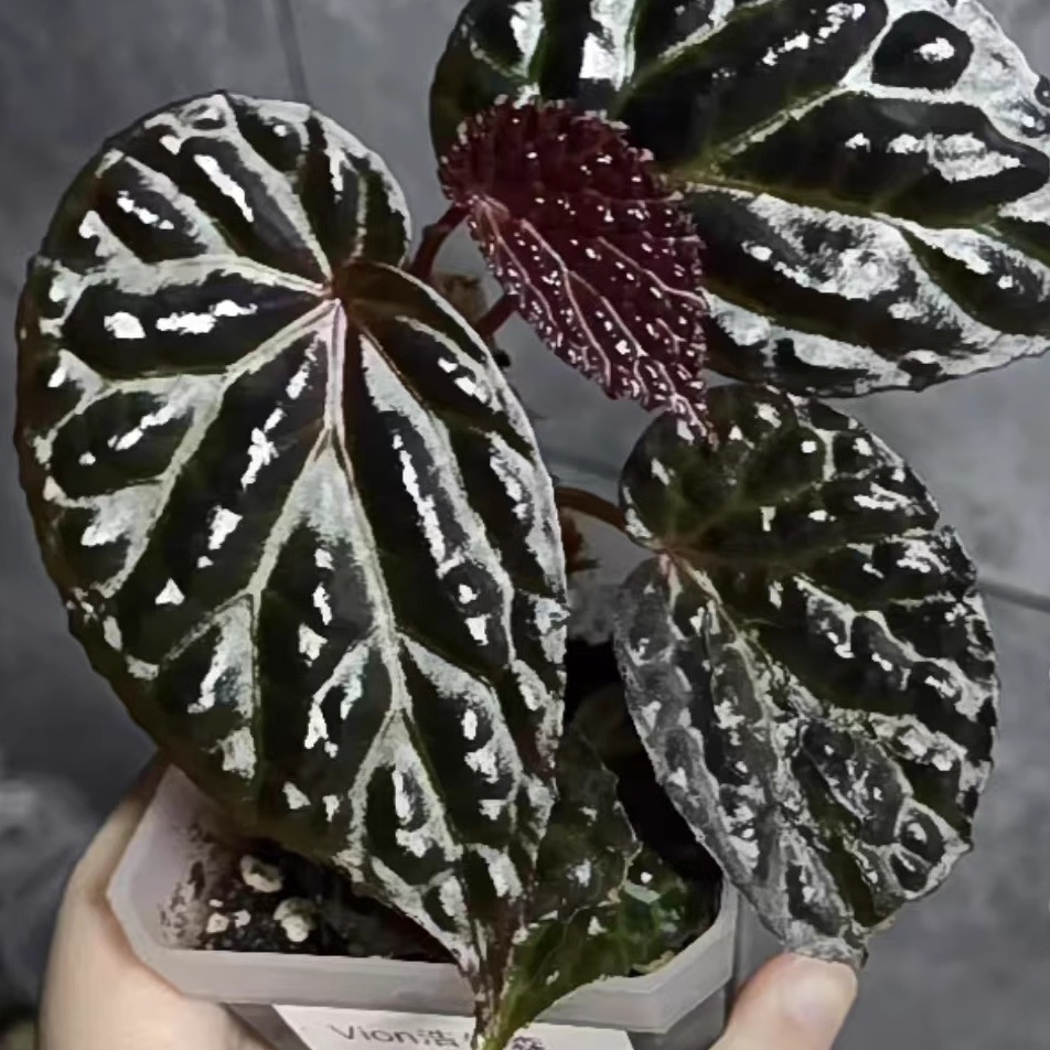 永夜秋海棠蟆叶类竹节类室内网红盆栽闷养品种观叶赏花盆栽