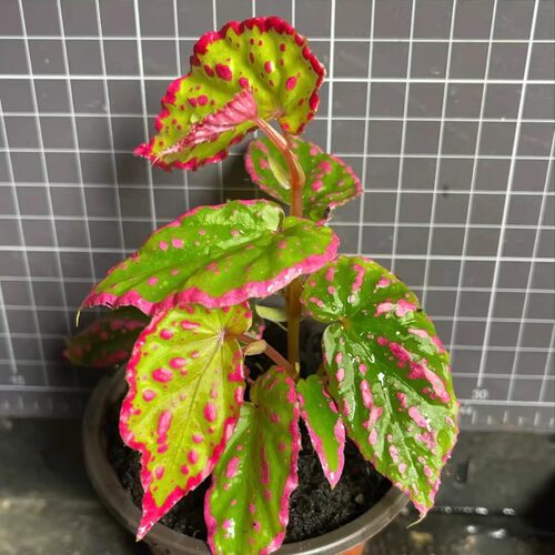 内格罗斯秋海棠竹节类阳台室外室内客厅桌面绿植盆栽观叶赏花植物