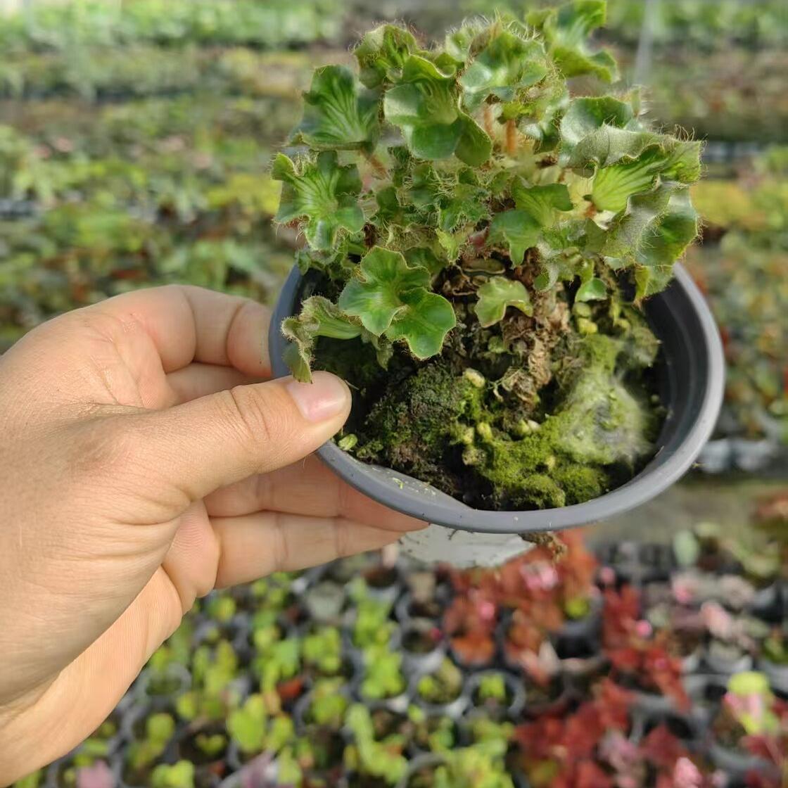 教堂秋海棠蟆叶类阳台室外室内客厅桌面绿植盆栽观叶赏花植物