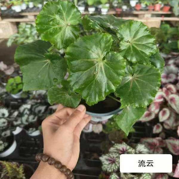 流云秋海棠蟆叶类  室内网红盆栽丝型福寿植物鸟观叶赏花盆栽花卉