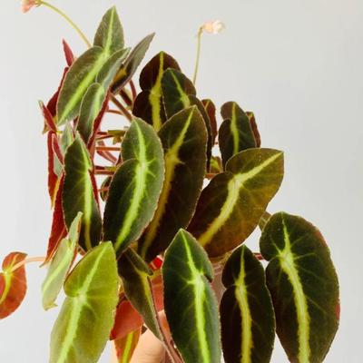猫眼秋海棠蟆叶类  室内网红盆栽丝型福寿植物鸟观叶赏花盆栽花卉