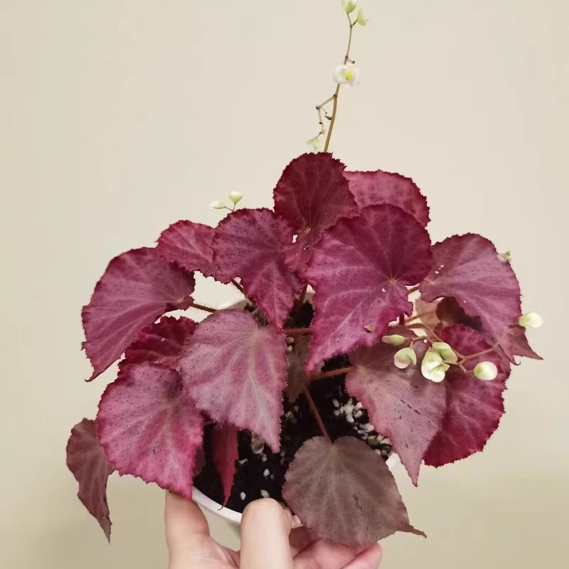 粉色回忆秋海棠蟆叶类阳台室外室内客厅桌面绿植盆栽观叶赏花植物