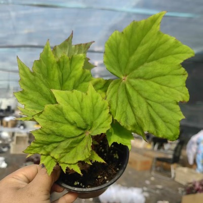 太阳王 秋海棠蟆叶类阳台室外室内客厅桌面绿植盆栽观叶赏花植物