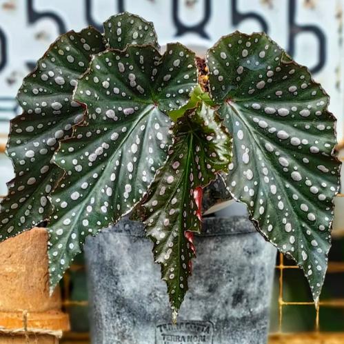 雪灵儿秋海棠盆栽 竹节类 室内彩叶芋海芋海棠花观叶水培植物热植