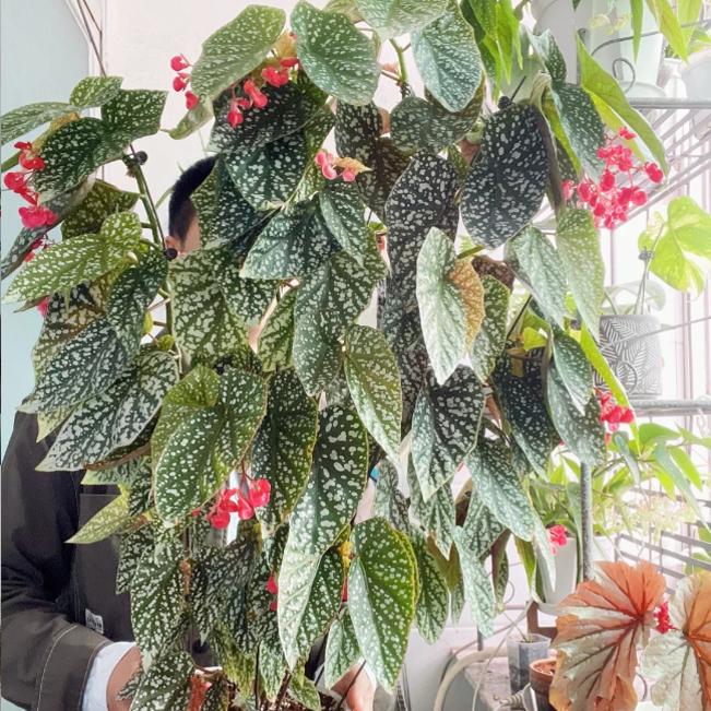 富士山秋海棠盆栽 竹节类 室内彩叶芋海芋海棠花观叶水培植物热植