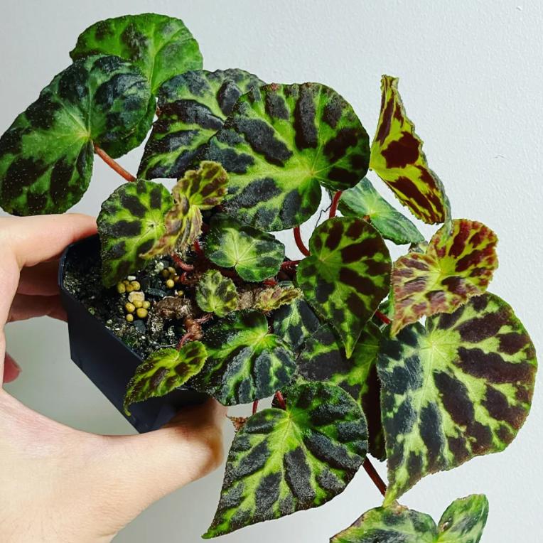 华丽鹿寨秋海棠蟆叶类  室内网红盆栽丝型福寿植物鸟观叶赏花盆栽