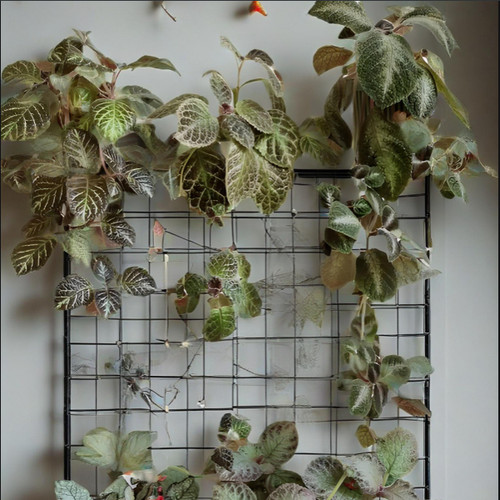 喜荫花盆栽室内花卉苦苣苔