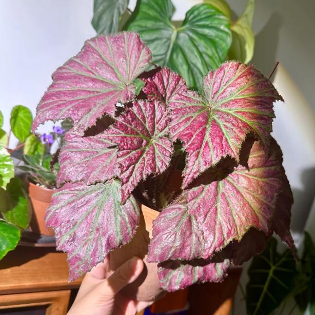 派对女孩秋海棠蟆叶类室内网红盆栽丝型福寿植物鸟观叶赏花盆栽花