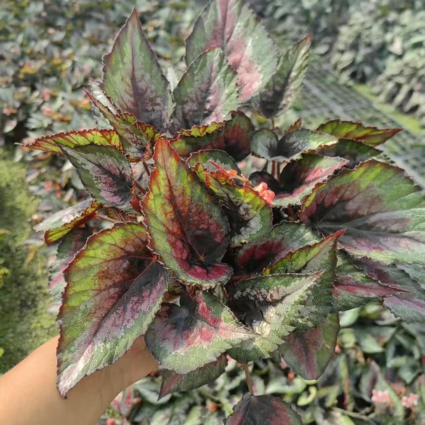 黑心红边蟆叶秋海棠  网红盆栽火烈鸟高端观叶植物蓝孔雀  DS系列