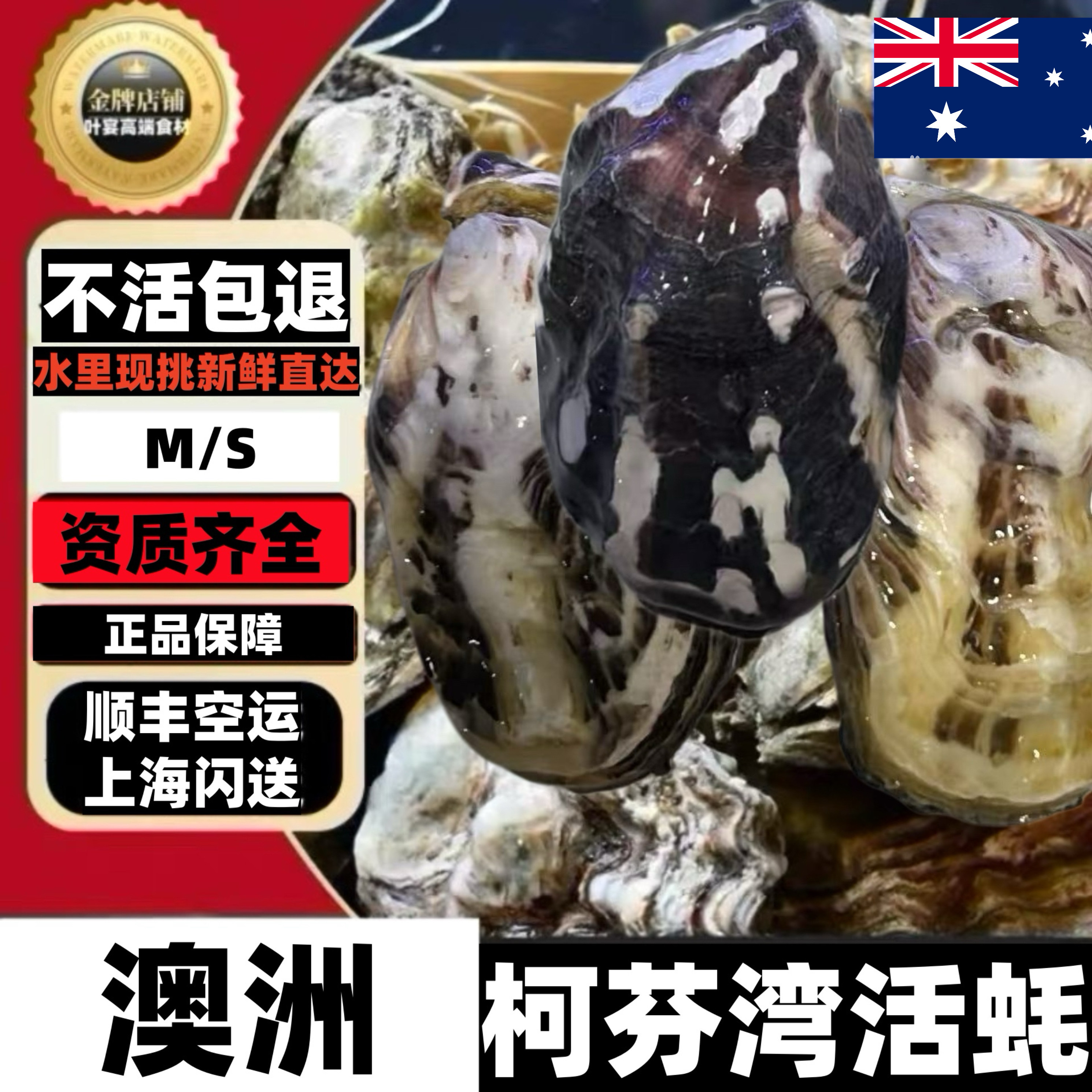 澳洲柯芬湾生蚝新鲜直达活生蚝刺贝类制品