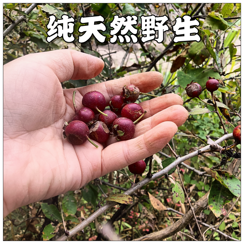 大别山野生山楂配炒麦芽纯天然山里果自然晒干煲汤泡茶化积食原料