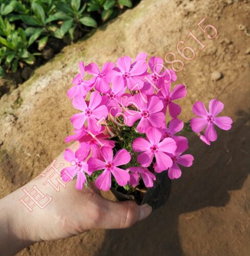 芝樱丛生福禄考小苗  芝樱花苗  多年生 盆栽 庭院  花海 别墅 - 封面