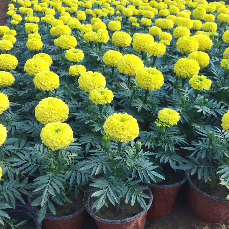 一串红花苗孔雀草万寿菊鸡冠花一支笔花卉租摆国庆节日用花盆栽