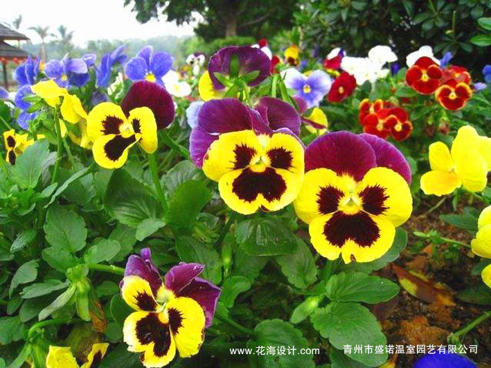 三色堇绣球酢浆草四季海棠