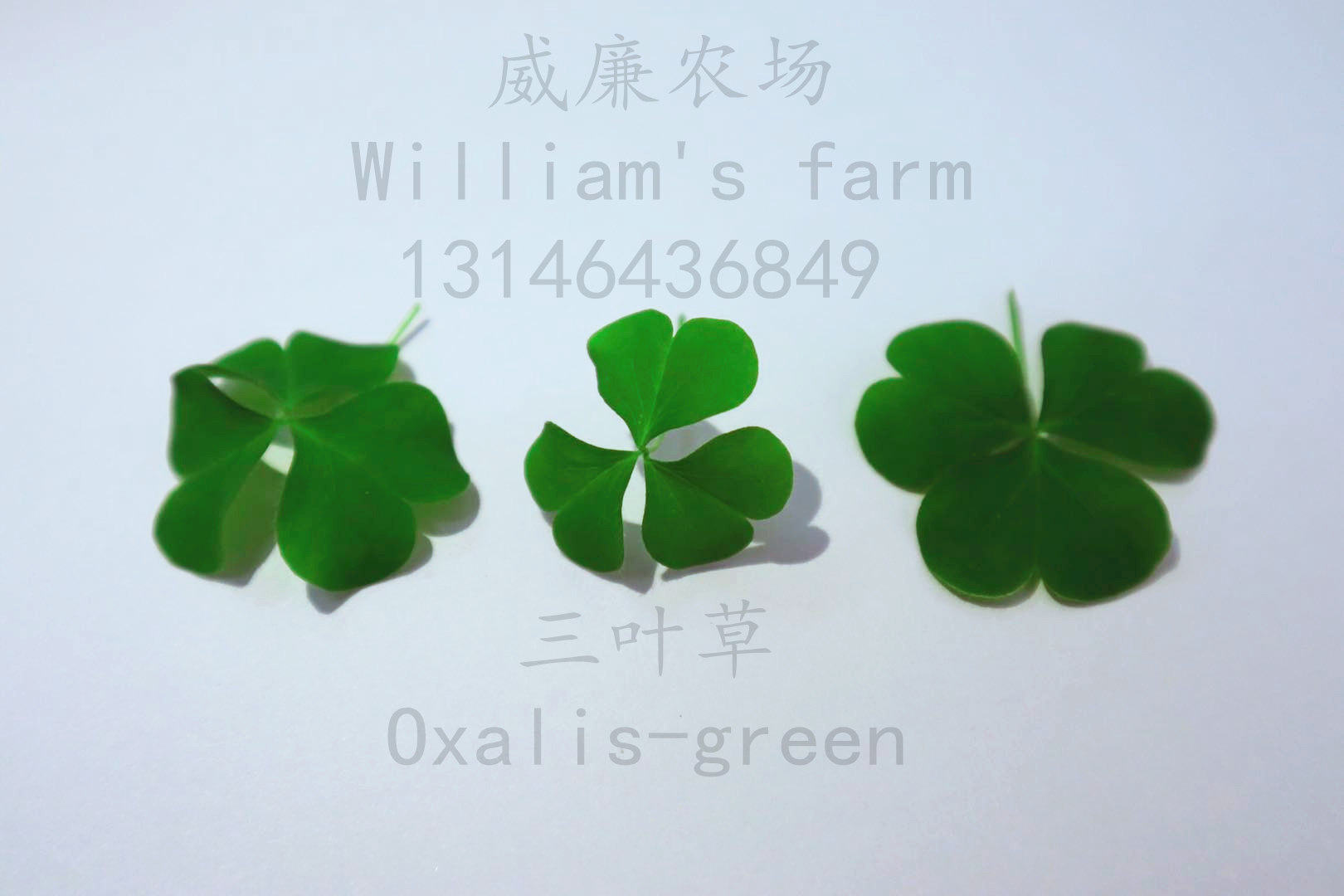 Oxalis-green三叶草食用花苗迷你叶餐饮装饰新鲜 5g/盒