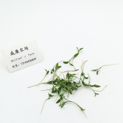 迷你香菜 香菜苗 迷你叶 新鲜 Coriander   20g/box