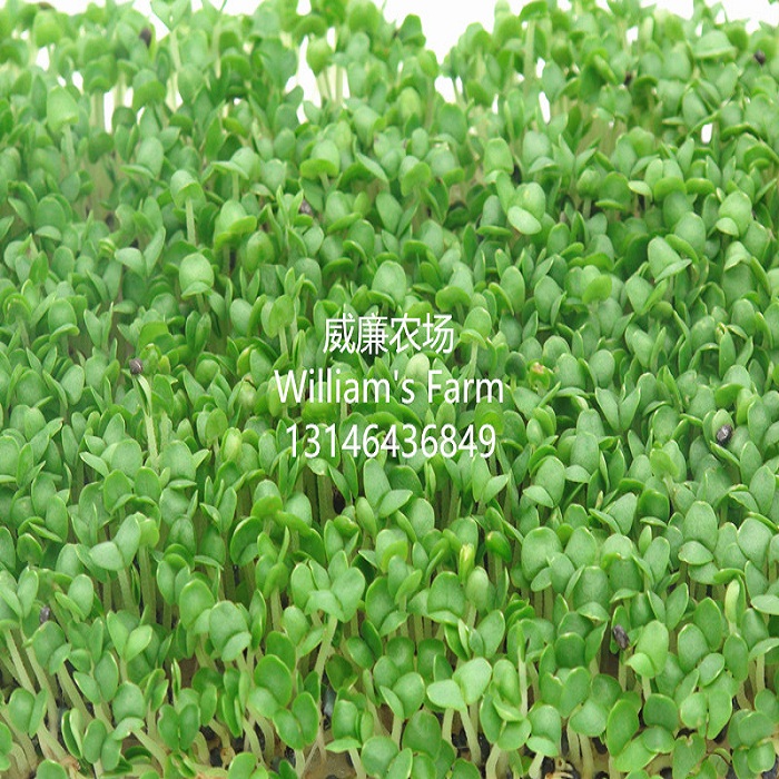 Basil (baby) 罗勒苗 迷你罗勒苗 微型苗 可食用花苗 新鲜 30g在类目 水产肉类/新鲜蔬果/熟食, 新鲜蔬菜/蔬菜制品, 新鲜蔬菜, 其它中 - 来自Buy2taobao.com提供专业的淘宝代购服务