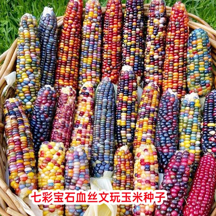 七彩小玉米种籽可种植